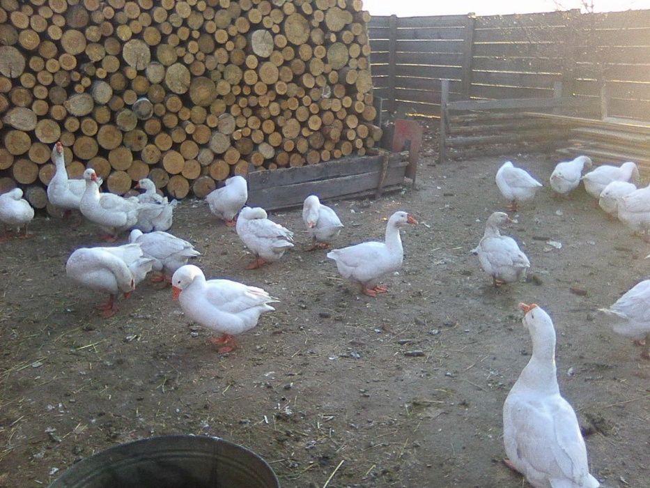 Гусиные яйца породы Линда!