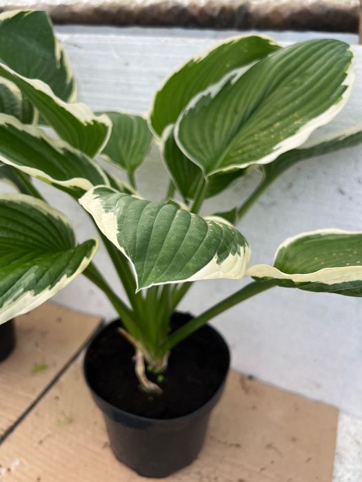 funkia ,  hosta w doniczkach