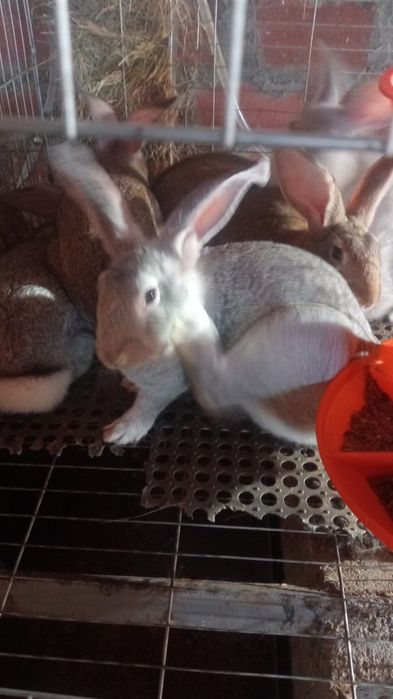 Coelhos Caseiros