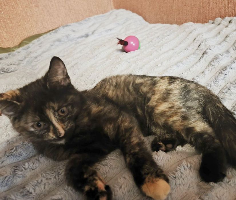 Кошеня, дівчинка, 5 місяців в пошуках господаря