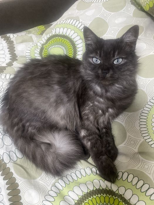 Молодая кошка в хорошие руки