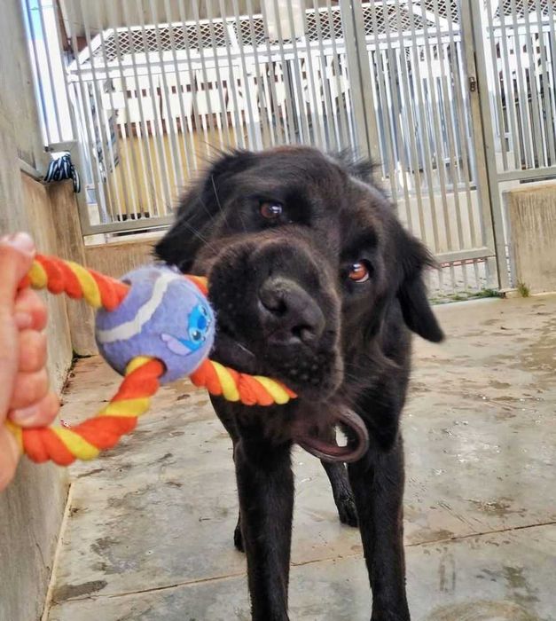 Pies Max w typie nowofundlanda do adopcji!