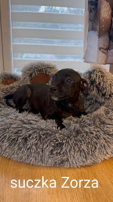 American Staffordshire Terrier