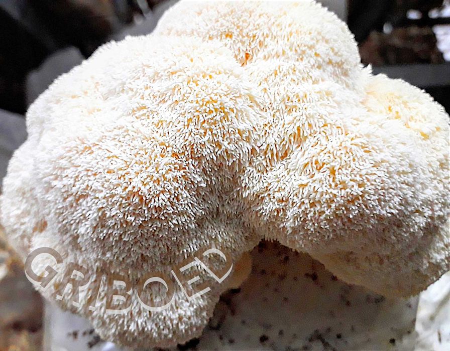 ЕЖЕВИК гребенчатый в капсулах. УЛУЧШЕННАЯ ФОРМУЛА! Месячный курс.