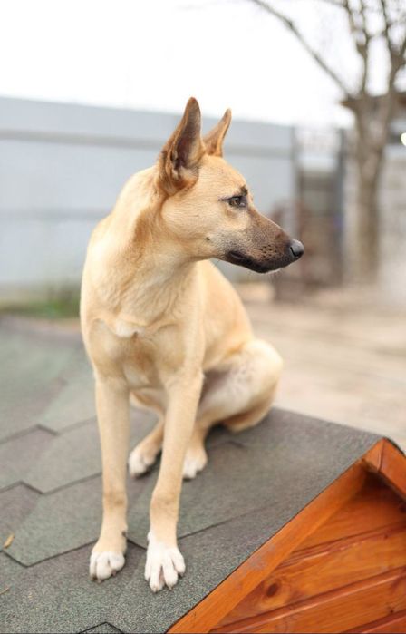 Отдам даром в добрые руки щенка метис овчарки