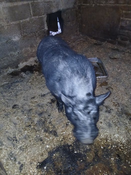 Кнур                            .