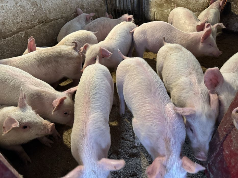 Продам поросят трьохлінійний гібрид