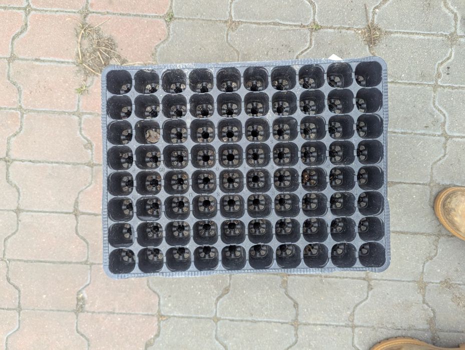 Wielodoniczki / multiplaty