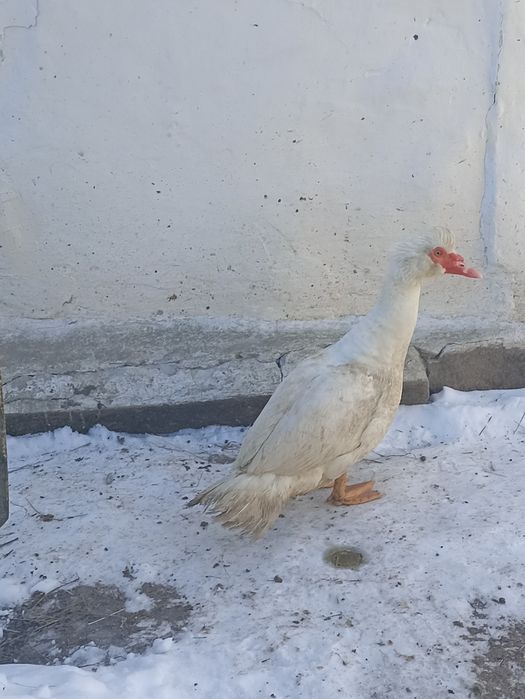 Продам молодого індокачора