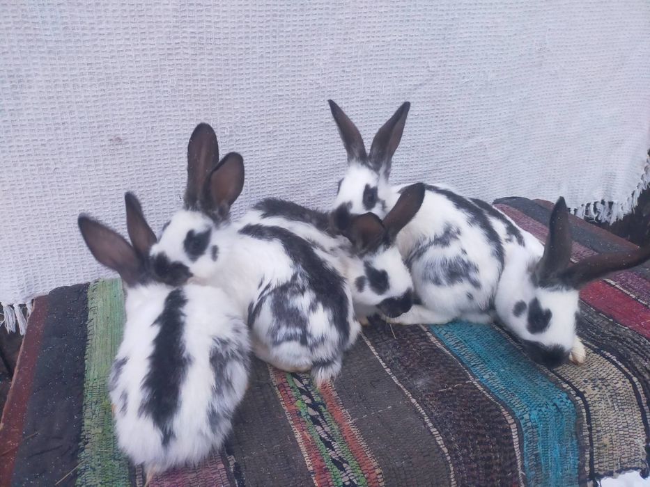 Сткокачі і шиншила . Кролики м'ясної породи.