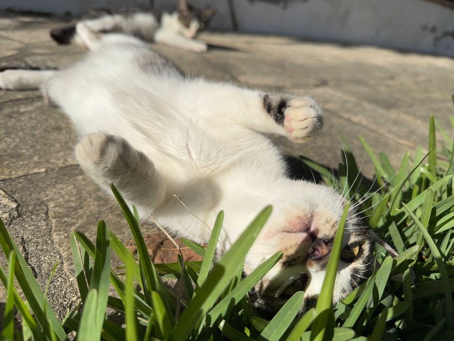 Duas Gatinhas para Adoção Responsável