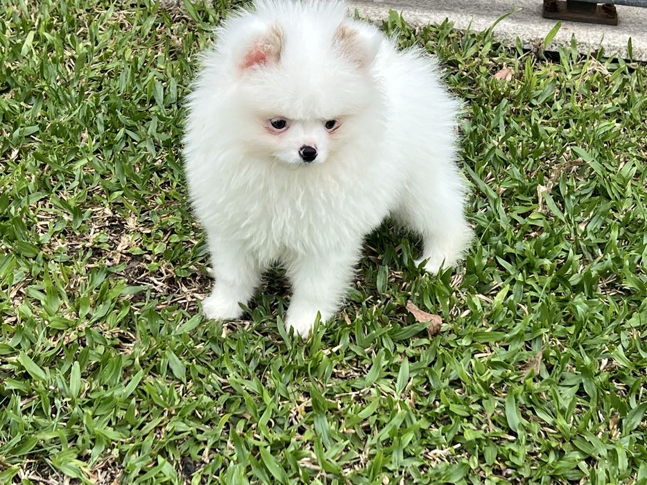 Menino Lulu anão com lop