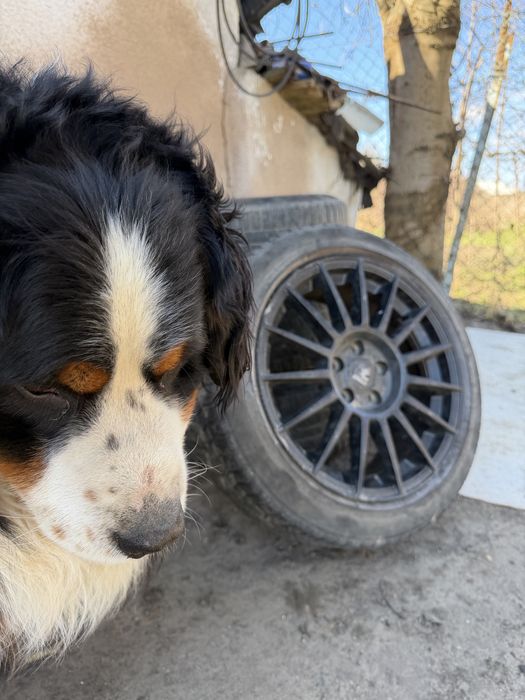 Felgi 17” 5x108 Et 45 + opony | Ford, Volvo, Peugeot, Renault,