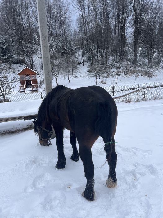 Продам жеребця