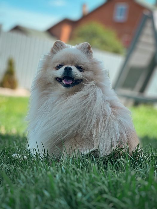 Вязка шпіц , ведмедик