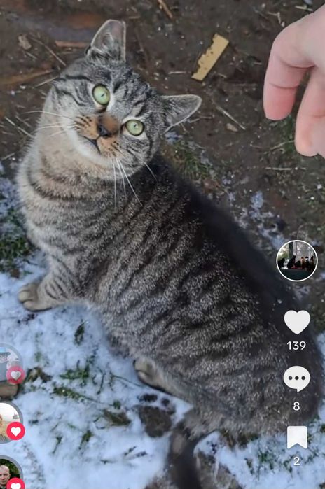 Kot Polkowice, okolice rynku, ktoś wie, co z nim?