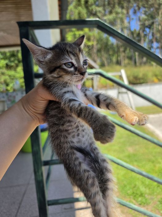 Gatinhos para adoção