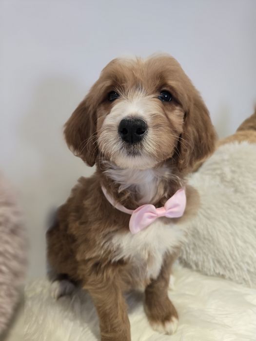 Goldendoodle f1 standard