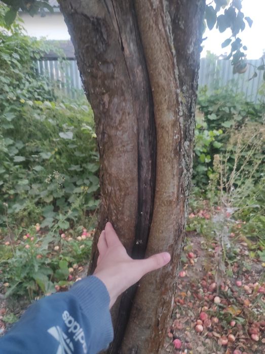 Віддам дерева на зріз, на дрова, 15штук