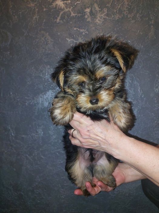 Йоркширский терьер