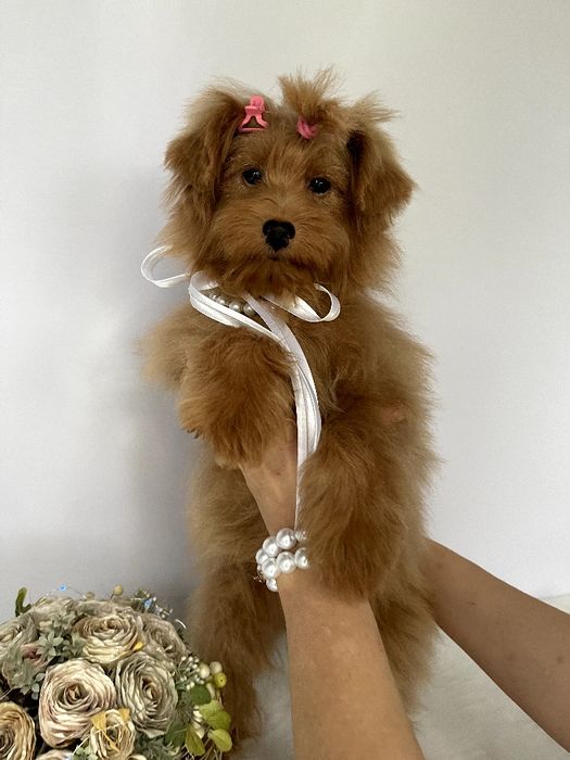 Помапу — Не зволікайте  таких залишилось лише 3!