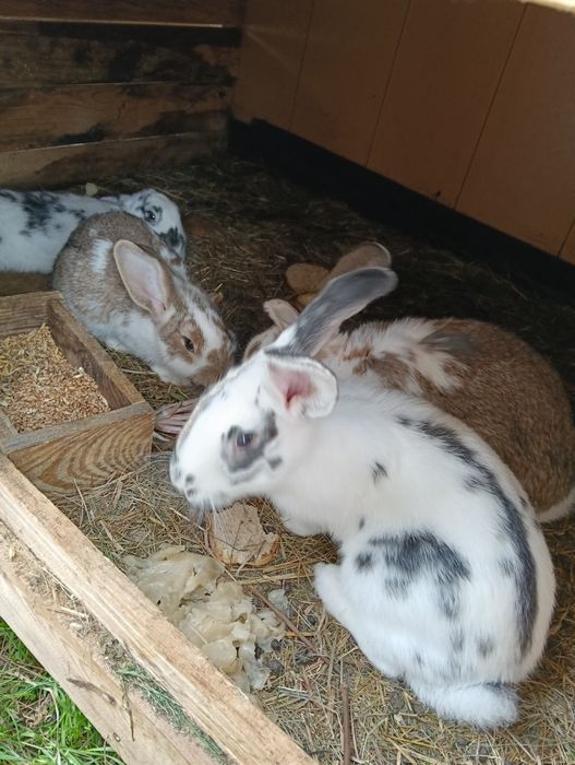 Króliki do sprzedania