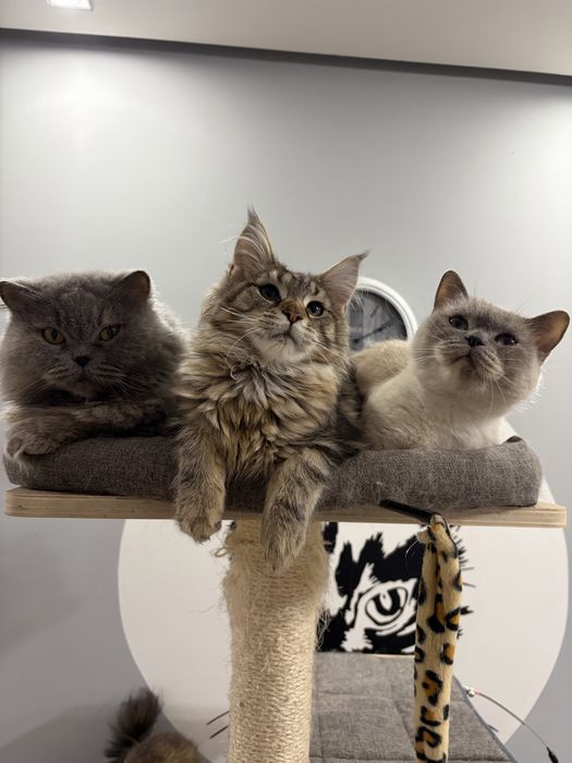 Śliczna*Maine Coon z Brit Life*PL Czarna pręgowana  Rodowód Chip