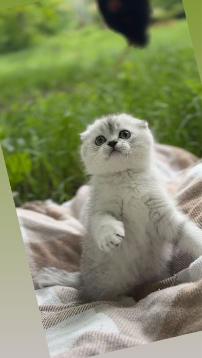 Породисті шотландці кошенята шотландські срібна шиншила фолди