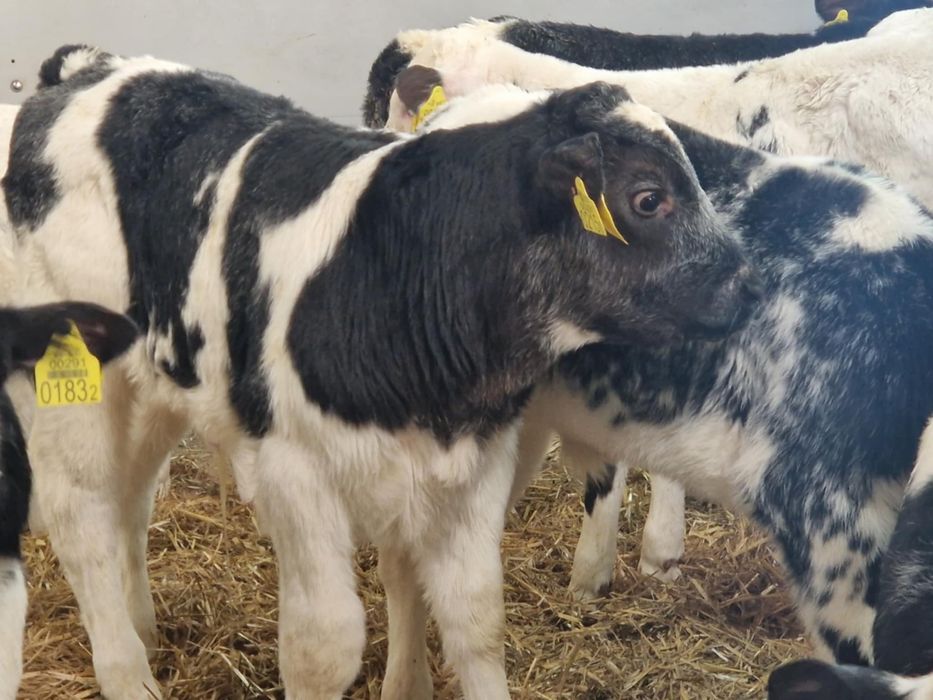 Cielaki odsadki byczki i jałóweczki