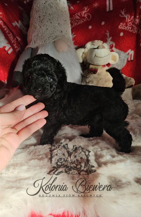Pudel Toy/Miniaturowy czarny piesek Badania genetyczne Paszport!!