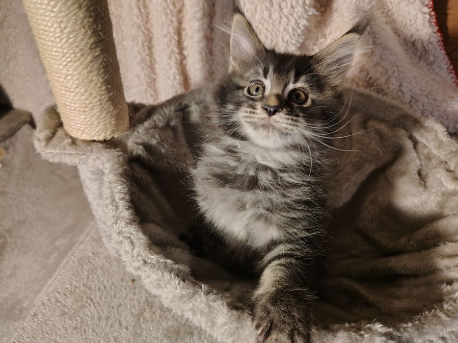 Kocur, Maine coon, kot  z rodowodem, ostatni kotek
