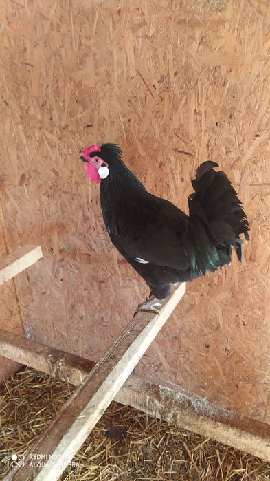 Ozdobne kugutki czubatki