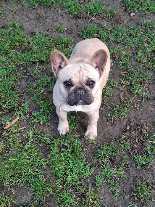 Buldog Francuski Suczka FCI / ZKwP