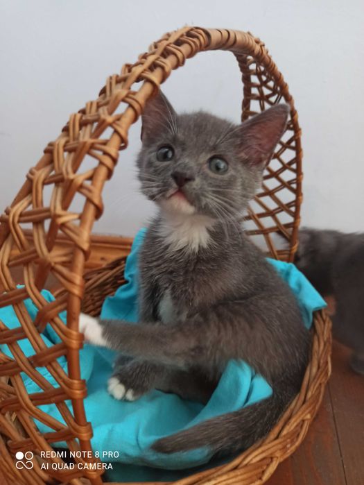 Сіреньке кошенятко шукаю родину