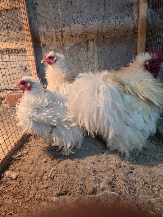 Kury loczki sprzedam