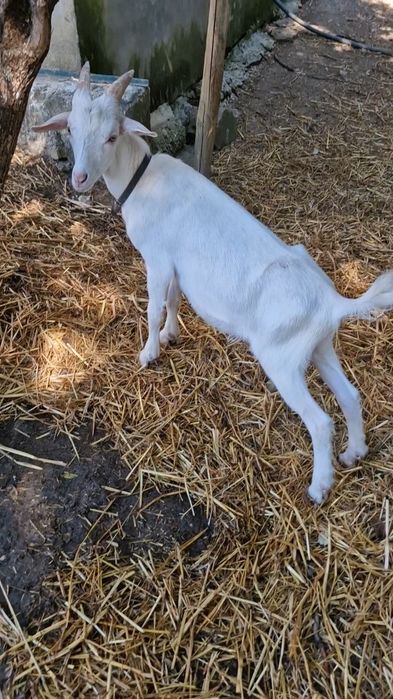 Cabras / Caprinos Saanen ( 2 Fêmeas)
