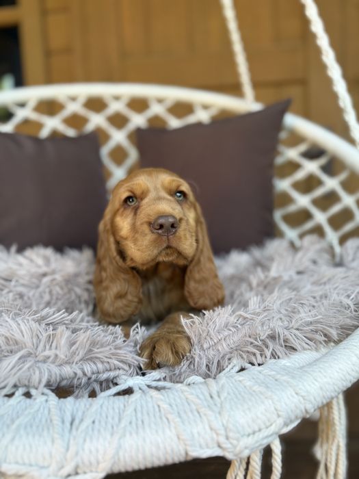 Wyjątkowy! Piesek Cocker Spaniel Angielski mocno złoty z czekoladowym noskiem! Z rodowodem chipem i wyprawką