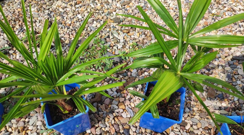 Trachycarpus Tesan