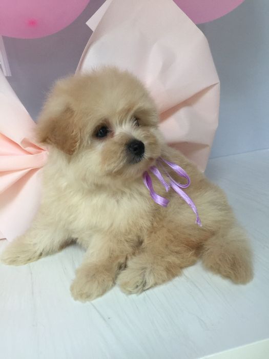 Ідеальна Помапу для вашого дому