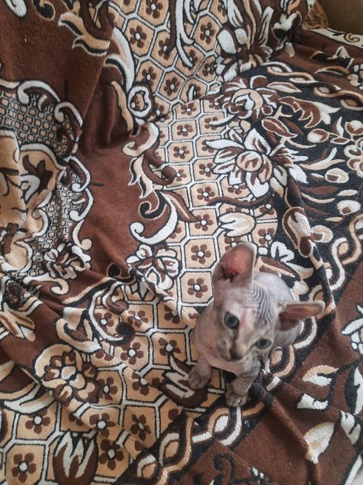 Продам котика  Сфінкс  Донський