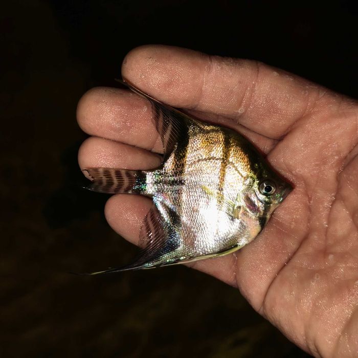 Skalary Santa Isabel, Pterophyllum scalare.