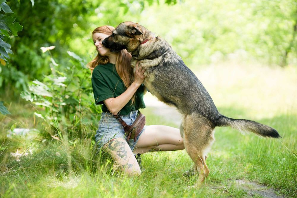 Alinka - suczka w typie owczarka niemieckiego szuka domu!