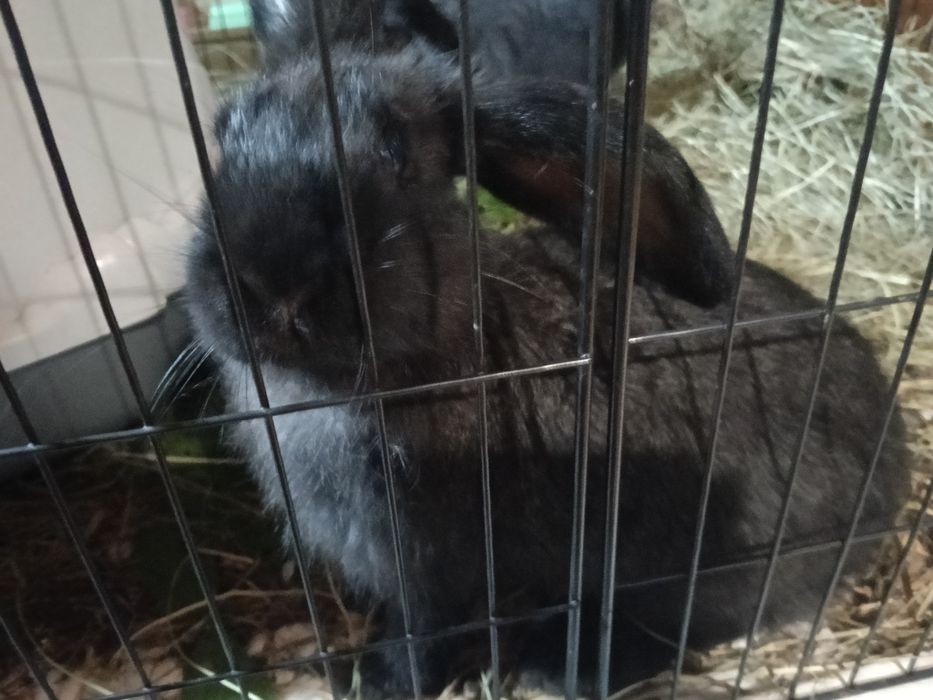 Króliki barany + mieszance