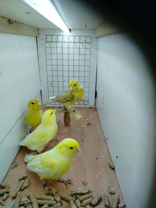 Kanarki samce młode