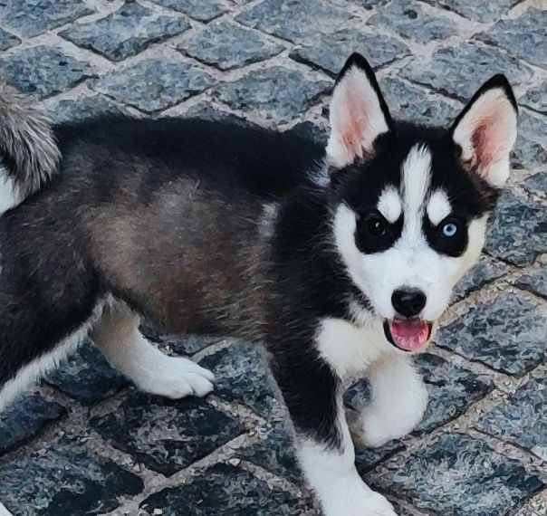 Гарні  дівчата та хлопчик! Продам