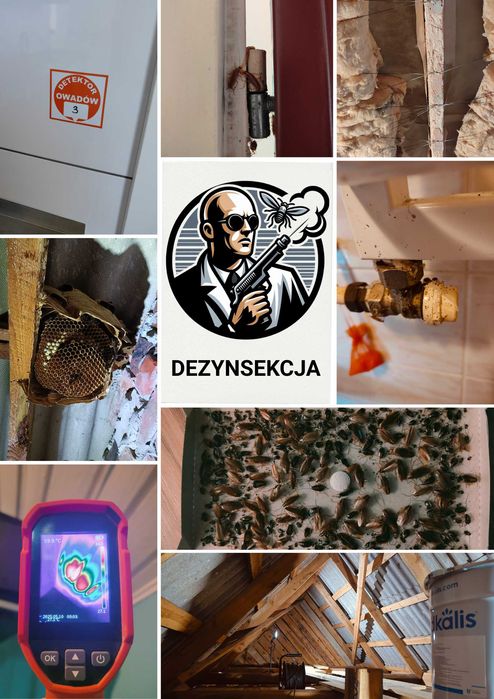 DDD usuwanie zwalczanie myszy szczurów pluskwy dezynsekcja deratyzacja