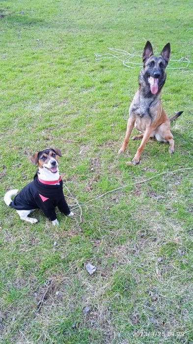 Дрессировка собак,Передержка собак ВЯЗКА собак.