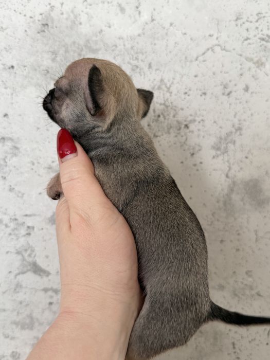 Malutki chłopczyk Chihuahua FCI