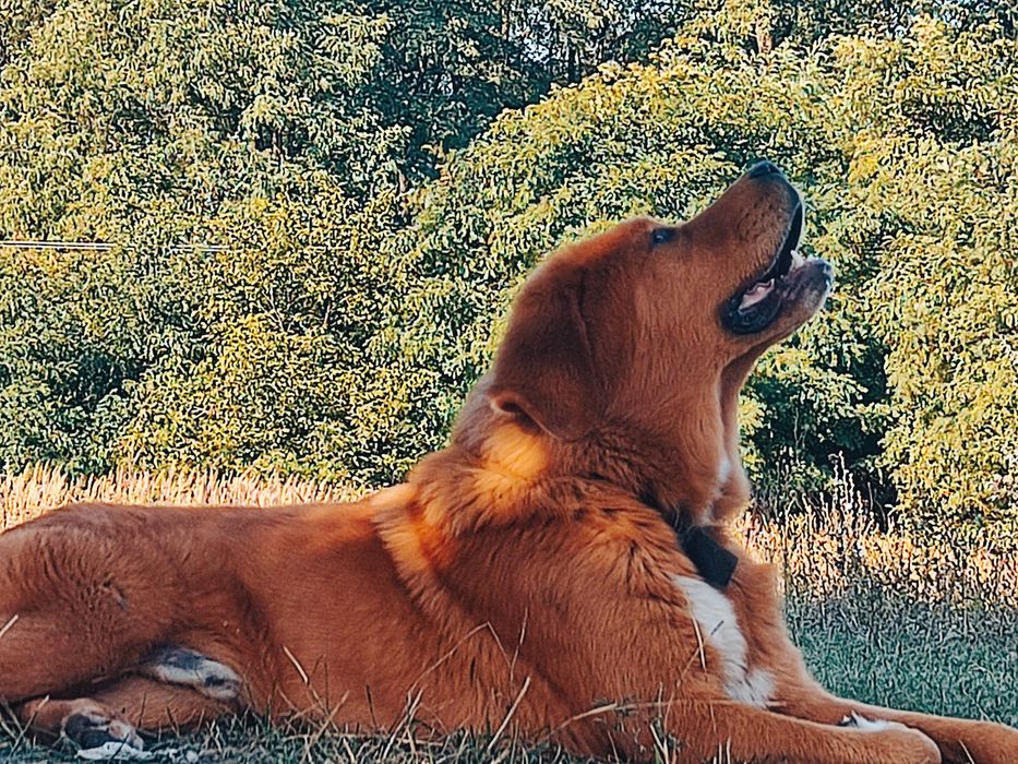 В'язка Тибетський Мастифа !