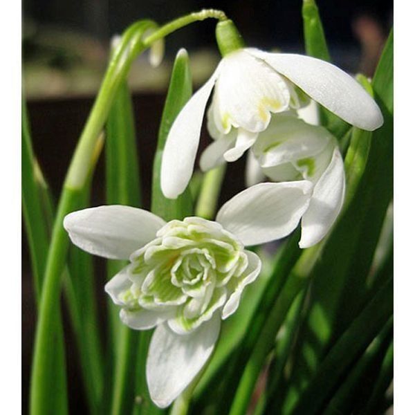 Першоцвіт цибулини Flore Pleno